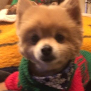 Meet your Posher, Vicky